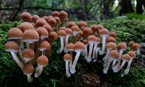 Common Stump Brittlestem