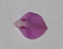 Indigofera mischocarpa