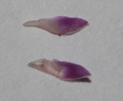 Indigofera mischocarpa