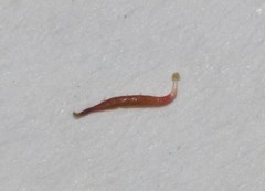 Indigofera mischocarpa