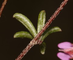 Indigofera mischocarpa