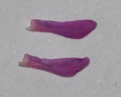 Indigofera mischocarpa