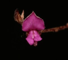 Indigofera mischocarpa
