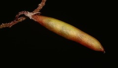 Indigofera mischocarpa