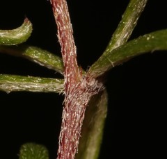 Indigofera mischocarpa