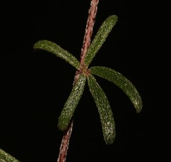 Indigofera mischocarpa