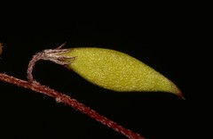 Indigofera mischocarpa