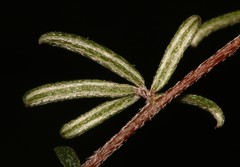 Indigofera mischocarpa