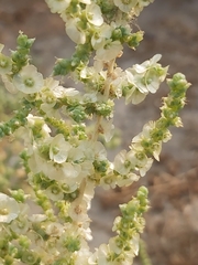 Caroxylon imbricatum