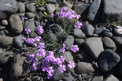 Dianthus repens