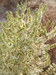 Caroxylon imbricatum