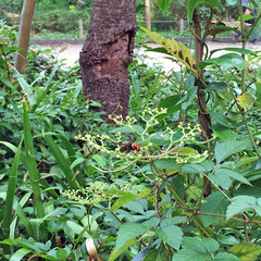 Vespa analis insularis