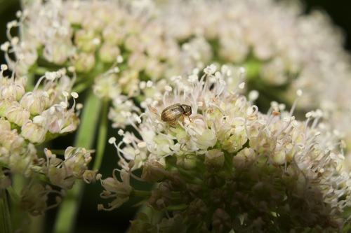 Carpin's Snout Beetle