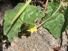 Cucumis cinereus