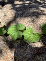 Cucumis cinereus