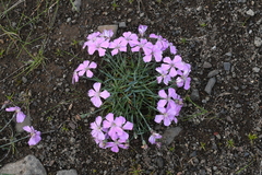 Dianthus repens
