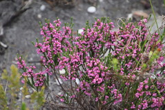 Erica gnaphaloides