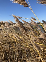 Phragmites australis