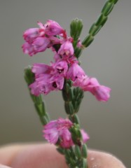 Erica gnaphaloides