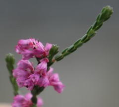 Erica gnaphaloides