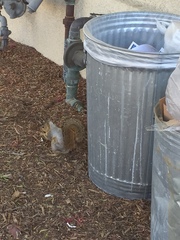 Sciurus niger