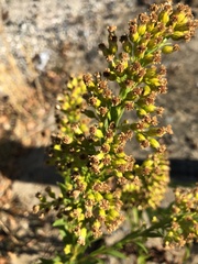 Solidago sempervirens