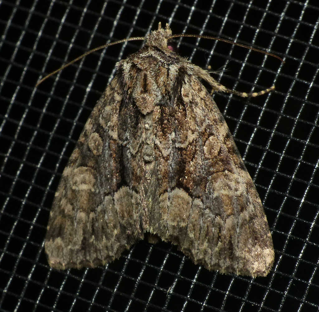 Adorable Brocade Moth