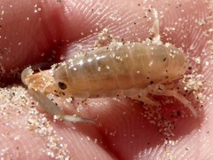 Megalorchestia corniculata