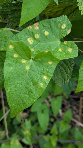 Puccinia convolvuli