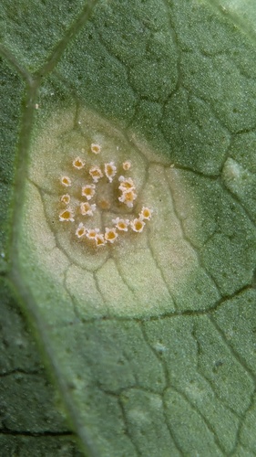 Puccinia convolvuli