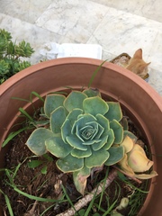 Crassulaceae