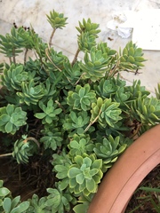Crassulaceae