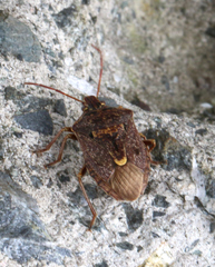 Cermatulus nasalis nasalis