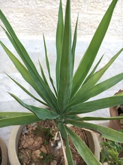 Crassulaceae