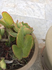 Crassulaceae