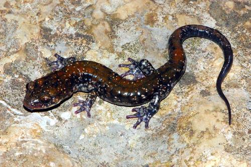 Pigeon Mountain Salamander