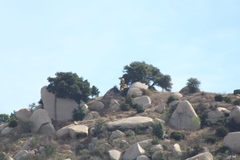 Buteo jamaicensis