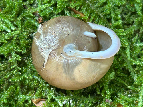 Helix dentifera, 2025-08-02