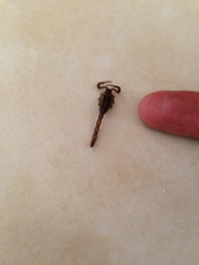 Centruroides limpidus