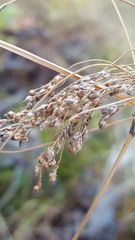 Scirpus atrocinctus