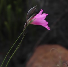 Gladiolus ornatus