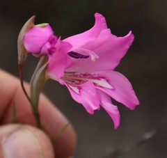 Gladiolus ornatus