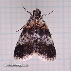 Salma ridiculalis