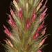 Trifolium angustifolium angustifolium - Photo 由 Brian du Preez 所上傳的 (c) Brian du Preez，保留部份權利CC BY-SA
