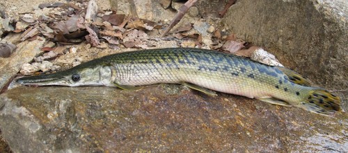 Alligator Gar