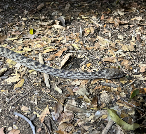 Common Madagascar Cat Snake