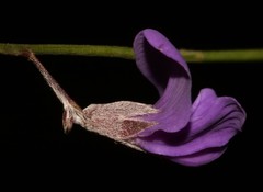 Amphithalea biovulata