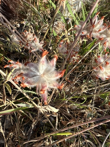 Common Kidney-Vetch