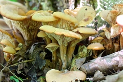Lentinellus micheneri