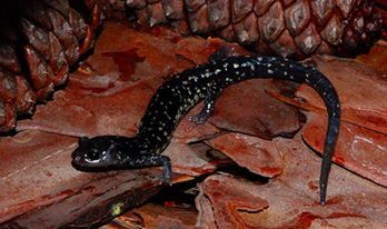 Mississippi Slimy Salamander